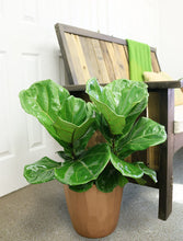 Load image into Gallery viewer, Costa Farms Live Ficus Lyrata, Fiddle-Leaf Fig, Indoor Tree