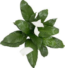 Load image into Gallery viewer, Costa Farms Spathiphyllum Peace Lily Live Indoor Plant in Premium