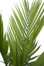 Load image into Gallery viewer, Costa Farms Parlor Palm, Neanthe Bella, Live Indoor