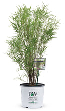 Load image into Gallery viewer, Fine Line Buckthorn (Rhamnus) Live Shrub, Green Foliage, 1 Gallon