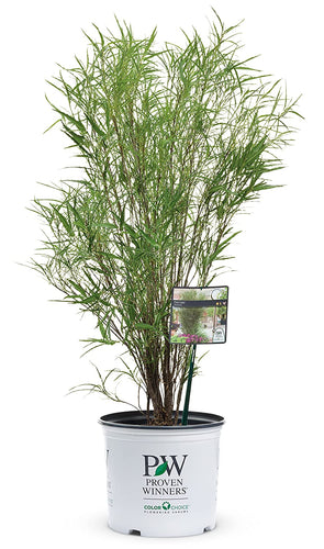 Fine Line Buckthorn (Rhamnus) Live Shrub, Green Foliage, 1 Gallon