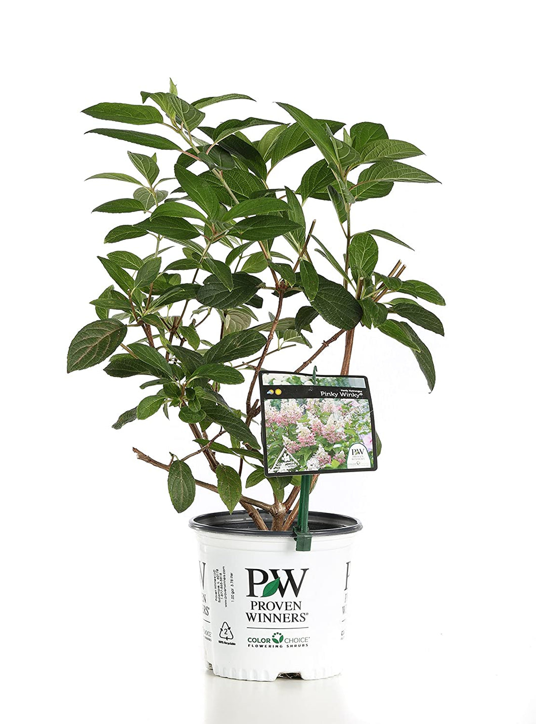 1 Gal. Pinky Winky Hardy Hydrangea (Paniculata) Live Shrub, White and Pink Flowers