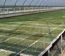 Load image into Gallery viewer, RSI Hydroponic Seed Tray 128 &amp; 242 Plugs