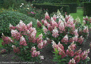 1 Gal. Pinky Winky Hardy Hydrangea (Paniculata) Live Shrub, White and Pink Flowers