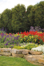 Load image into Gallery viewer, Fine Line Buckthorn (Rhamnus) Live Shrub, Green Foliage, 1 Gallon