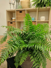 Load image into Gallery viewer, Costa Farms Macho Fern Live Indoor Floor Plant in 8.75-Inch Grower Pot