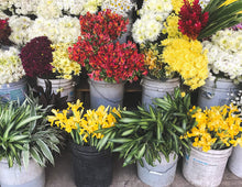 Load image into Gallery viewer, Argee 3.5 Gallon Heavy Duty Bucket, Black (Pack of 10)