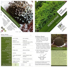 Load image into Gallery viewer, Proven Winners North Star Boxwood