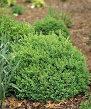 Load image into Gallery viewer, Proven Winners North Star Boxwood